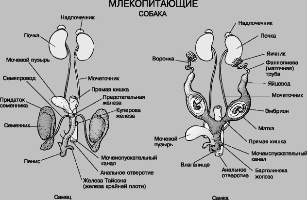 СИСТЕМА РАЗМНОЖЕНИЯ МЛЕКОПИТАЮЩИХ