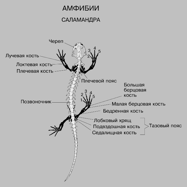 СКЕЛЕТ САЛАМАНДРЫ