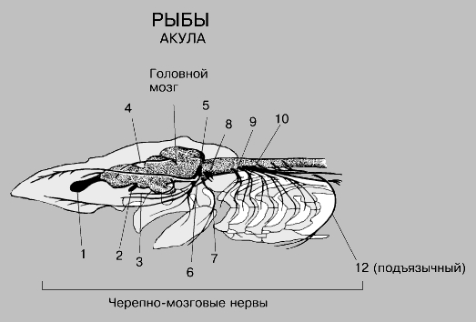 НЕРВНАЯ СИСТЕМА АКУЛЫ