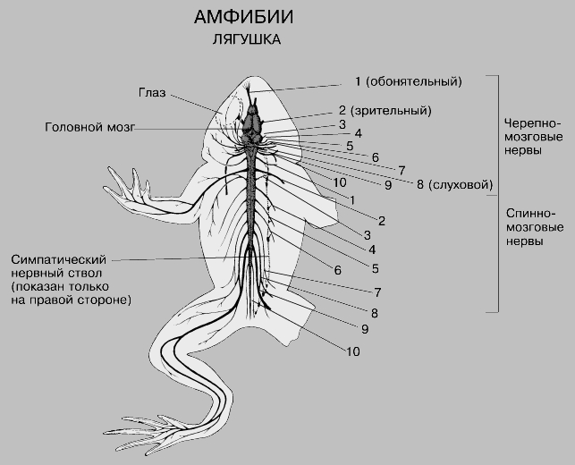 НЕРВНАЯ СИСТЕМА ЛЯГУШКИ