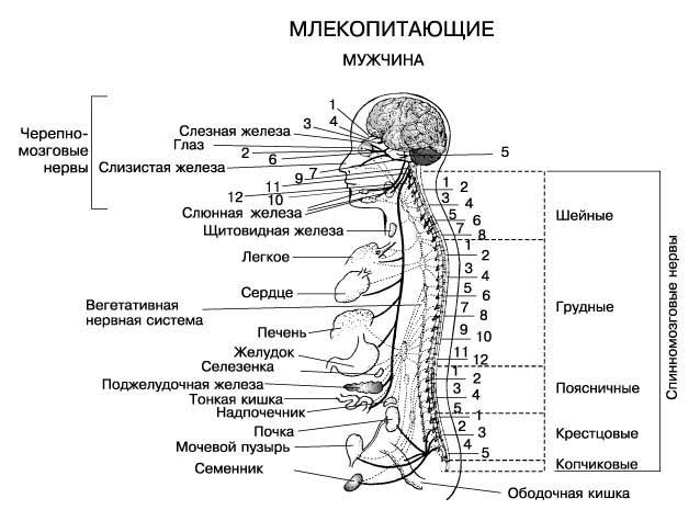 НЕРВНАЯ СИСТЕМА ЧЕЛОВЕКА