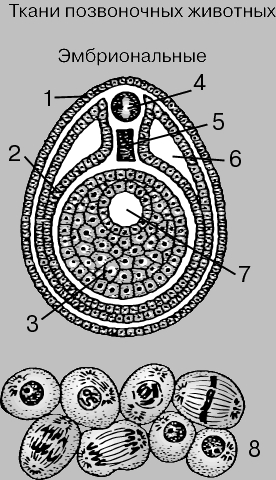ЭМБРИОНАЛЬНЫЕ ТКАНИ. Вверху - поперечный срез зародыша млекопитающего, состоящий из трех зародышевых листков: эктодермы (1), мезодермы (2) и энтодермы (3); только что образовалась нервная трубка (4), которая в дальнейшем превратится в спинной мозг; на этой стадии мезодерма начинает расщепляться на два слоя, а пространство между этими слоями в дальнейшем превратится во вторичную полость тела, или целом. Хорда (5) будет замещена позвоночником. Первичную кишку (7) окружает энтодерма. Внизу (8) - последовательные стадии клеточного деления.