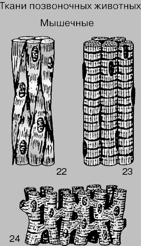 МЫШЕЧНАЯ ТКАНЬ. Известно три вида мышечной ткани: гладкая (22), находящаяся в стенках пищеварительного тракта и состоящая из одноядерных веретеновидных клеток; скелетная, или поперечнополосатая (23), состоящая из многоядерных длинных вытянутых клеток с поперечной исчерченностью, и сердечная мышца (24) - особая мышечная ткань, состоящая из одноядерных клеток и сходная со скелетными мышцами своей поперечной исчерченностью. Переплетение клеток сердечной мышцы создает ложное впечатление синцития.