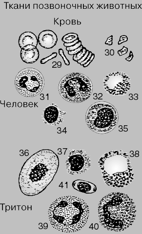 КРОВЬ. Особая ткань, которую часто рассматривают как один из видов соединительной ткани. Состоит из клеток нескольких типов, различающихся по внешнему виду и функциям, и жидкой части - плазмы. Показаны для сравнения кровяные клетки человека и тритона (земноводного). Кровь человека содержит красные кровяные клетки, или эритроциты (29), и белые кровяные клетки, или лейкоциты; лейкоциты неоднородны и включают следующие типы клеток: нейтрофилы (31), эозинофилы (32), базофилы (33), лимфоциты (34) и моноциты (35). Кровяные пластинки, или тромбоциты (30), представляют собой обломки мегакариоцитов, образующихся в костном мозге. Кровь тритона содержит эритроциты (36), лимфоциты (37), базофилы (38), нейтрофилы (39) и эозинофилы (40).