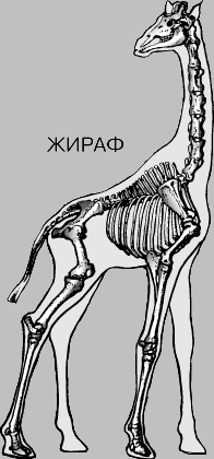 СКЕЛЕТЫ МЛЕКОПИТАЮЩИХ. ЖИРАФ