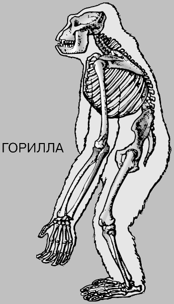 СКЕЛЕТЫ МЛЕКОПИТАЮЩИХ. ГОРИЛЛА