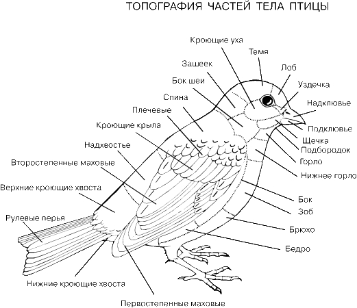 ТОПОГРАФИЯ ЧАСТЕЙ ТЕЛА ПТИЦЫ