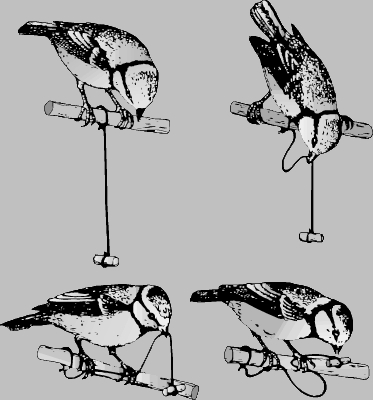 БОЛЬШАЯ СИНИЦА, обитающая в Евразии, способна доставать корм, подвешенный на нитке. Она в несколько приемов вытягивает ее петлями на насест, прижимая лапой, пока лакомство наконец не окажется в пределах досягаемости.