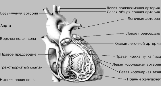 СЕРДЦЕ (вид спереди и слева)