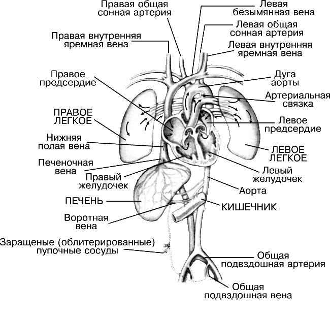 СИСТЕМА КРОВООБРАЩЕНИЯ ПОСЛЕ РОЖДЕНИЯ. При рождении ребенка пупочные сосуды перевязывают, а плацента отделяется от сосудов матери. Затем в системе кровообращения возникает ряд изменений, придающих ей зрелый характер. Начинают работать легкие, и в них направляется кровь для обмена углекислого газа на кислород. Через два месяца после рождения обычно перестает функционировать овальное отверстие, которое полностью зарастает к годовалому возрасту. От него остается только овальная ямка. В случае незаращения формируется врожденный порок сердца, называемый дефектом межпредсердной перегородки, который поддается коррекции новейшими методами кардиохирургии. Сразу же после появления дыхания начинает сужаться и в конце концов облитерирует (зарастает) артериальный проток, превращаясь в артериальную связку - плотный тяж, лишенный какой-либо функции. Если этого не происходит, образуется порок, называемый незаращением артериального протока, который во многих случаях поддается хирургической коррекции. Пупочная вена, венозный проток и пупочная артерия обычно исчезают примерно к 5-му дню после рождения. С началом кормления устанавливается функция пищеварительного тракта. Теперь система пищеварения снабжает кровь питательными веществами, которые разносятся по всему организму. Конечные продукты метаболизма выводятся через мочевыделительную систему.