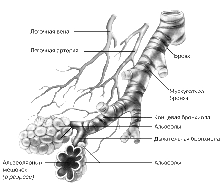 ЛЕГОЧНАЯ ДОЛЬКА (сильно увеличена)