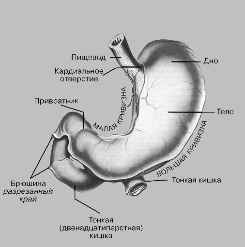 ВНЕШНЕЕ СТРОЕНИЕ ЖЕЛУДКА