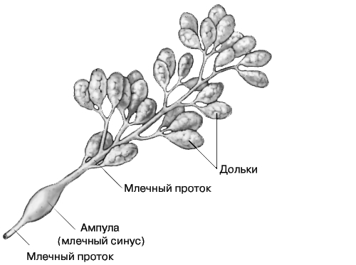 ФРАГМЕНТ ЖЕЛЕЗИСТОЙ ТКАНИ МОЛОЧНОЙ ЖЕЛЕЗЫ (увеличено)