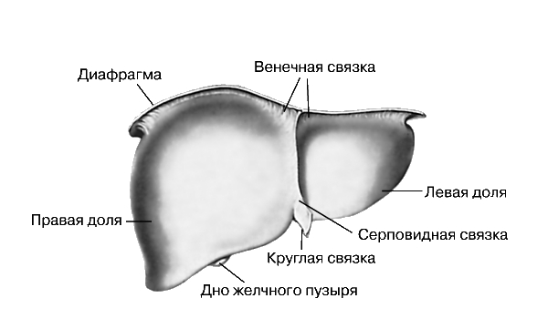 ПЕЧЕНЬ (вид спереди)