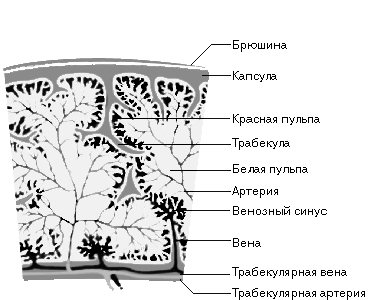 ТКАНЬ СЕЛЕЗЕНКИ (поперечный срез)