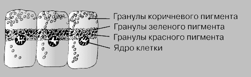 РОЛЬ ГОРМОНОВ В ИЗМЕНЕНИИ ОКРАСКИ ТЕЛА НАСЕКОМОГО (темновая фаза).