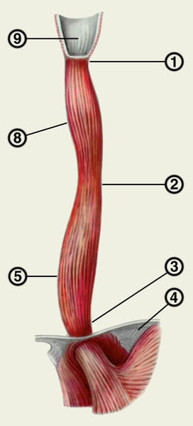 Рис. 1. Схематическое изображение пищевода: 1 — верхнее сужение; 2 — среднее сужение; 3 — нижнее сужение; 4 — диафрагма; 5 — кардиальная часть желудка; 6 — брюшная часть пищевода; 7 — грудная часть пищевода; 8 — шейная часть пищевода; 9 — <a href=