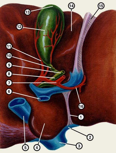Рис. 2. Схематическое изображение печени (вид со стороны висцеральной поверхности; часть печени слева и справа удалена): 1 — венозная связка; 2 — левая печеночная вена; 3, 5 — нижняя полая вена; 4 — хвостатая доля; 6 — воротная вена; 7 — собственная печеночная артерия; 8 — общий печеночный проток; 9 — общий желчный проток; 10 — <a href=