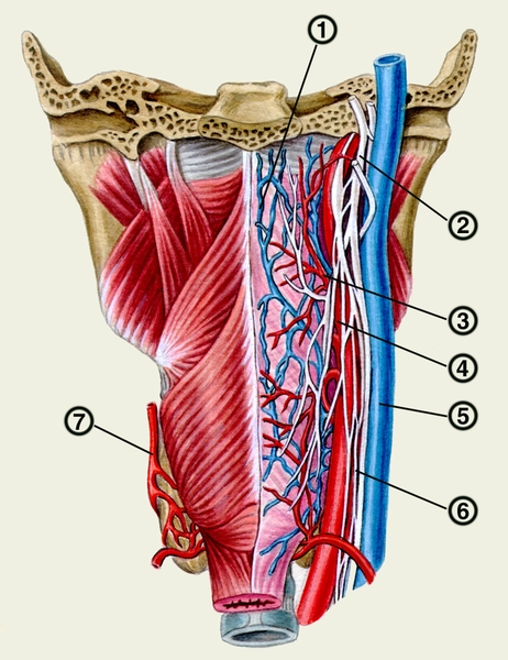 Рис. 3. Сосуды и <a href=