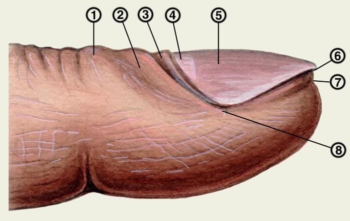 Рис. 1. Схематическое изображение ногтевой фаланги пальца руки: 1 — <a href=