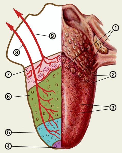Схема расположения вкусовых сосочков, их иннервации и зон максимальной чувствительности к разным вкусовым качествам на языке человека: 1 — <a href=
