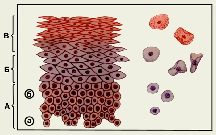 Рис. 1. Схема строения многослойного плоского эпителия слизистой оболочки влагалища женщины репродуктивного возраста: А — <a href=
