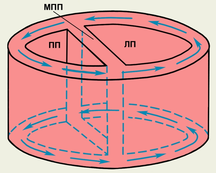 Рис. 2. Схема порочной циркуляции возбуждения в предсердиях при их трепетании (macro-reentry); ПП — полость правого предсердия; ЛП — полость левого предсердия; МПП — <a href=