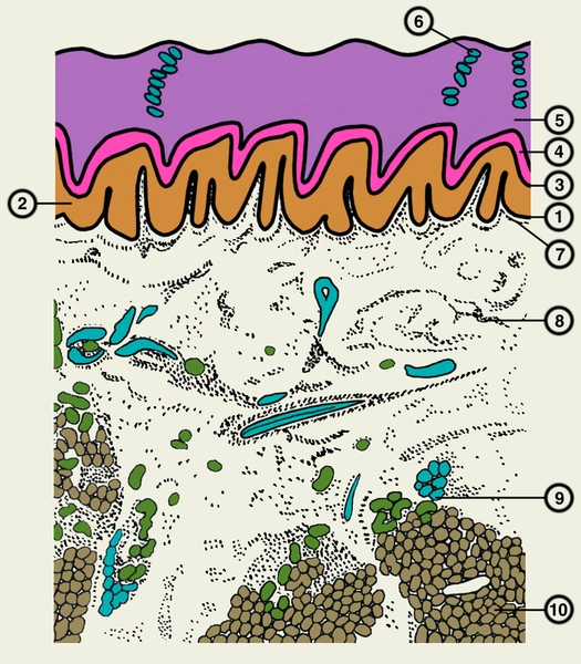 Рис. 1. Строение кожи пальца человека: 1—5 — эпидермис (1 — <a href=