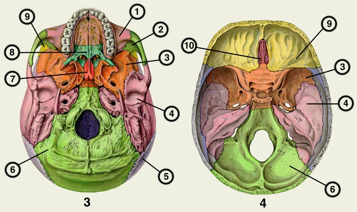 Рис. 3, 4. Череп человека (рис. 3 — наружная поверхность основания черепа; рис. 4 — внутренняя поверхность основания черепа): 1 — верхняя челюсть; 2 — скуловая кость; 3 — клиновидная кость; 4 — височная кость; 5 — теменная кость; 6 — затылочная кость; 7 — сошник; 8 — небная кость; 9 — лобная кость; 10 — решетчатая кость