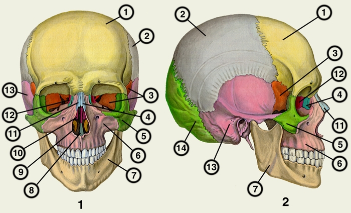 Рис. 1, 2. Череп человека (рис. 1 — <a href=