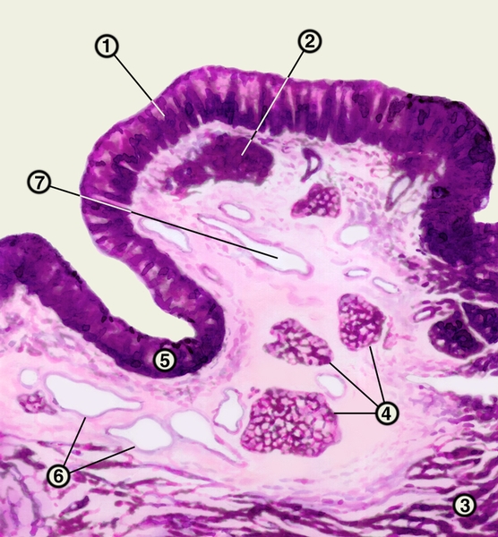 Рис. 2. Часть стенки пищевода в поперечном разрезе: 1 — <a href=