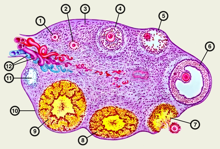 Рис. 2. Схематическое изображение микроскопического строения яичника: 1 — примордиальные фолликулы; 2 — преантральные фолликулы; 3 — <a href=