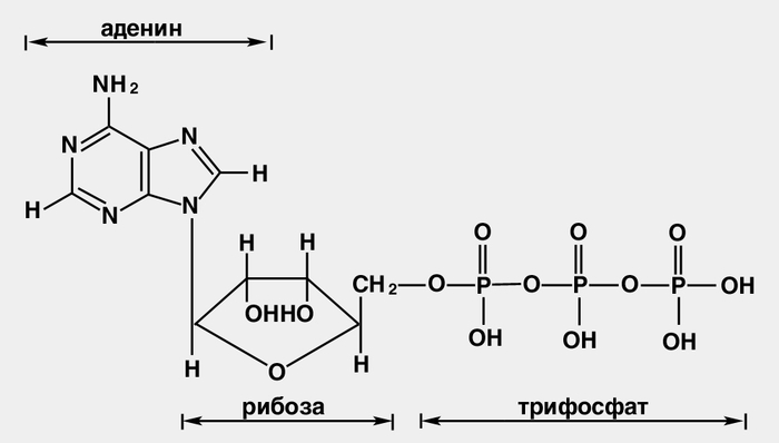 Макроэргические соединения