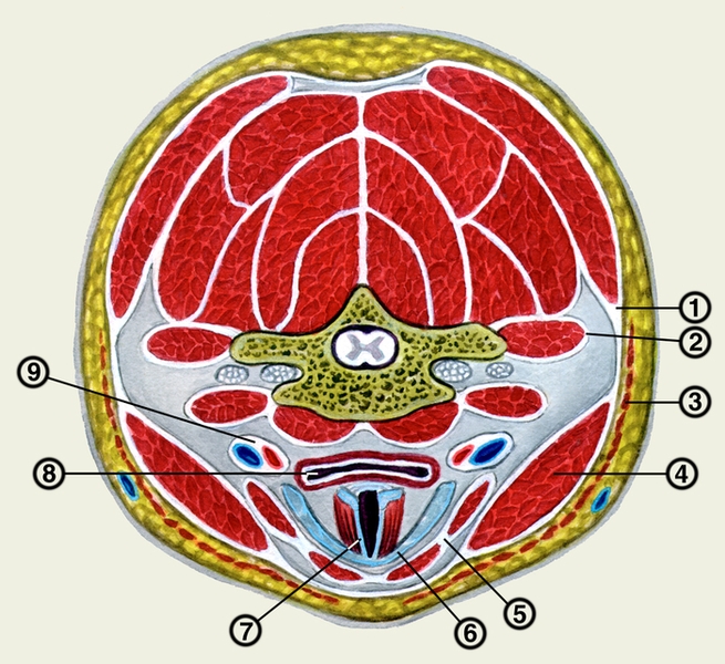 Рис. 1. Расположение пластинок шейной фасции (поперечный <a href=