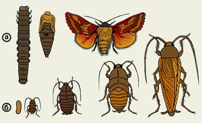 Рис. 2. Метаморфоз: а — полный (у бабочки); б — неполный (у таракана)