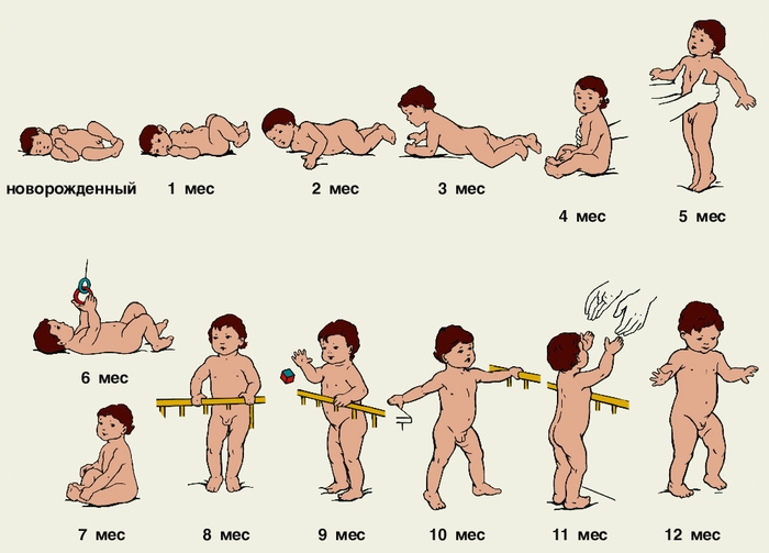 Рис. 2. Развитие статических и двигательных функций у грудного ребенка по месяцам