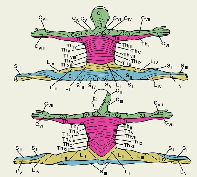 Рис. 3. Схема сегментарной чувствительной иннервации кожи