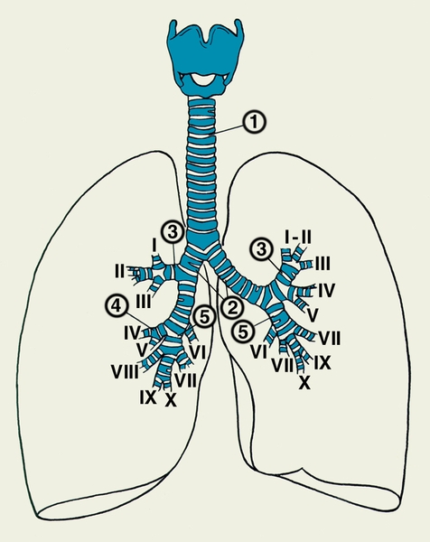 Схематическое изображение трахеи, главных, долевых и сегментарных бронхов: 1 — <a href=