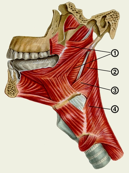 Рис. 2. Мышцы глотки: 1 — шилоглоточная <a href=