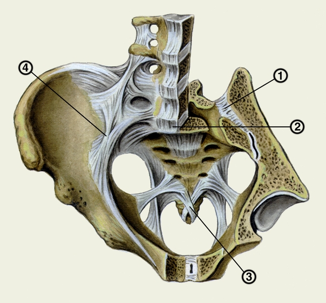 Рис. 1. Схематическое изображение связок крестцово-подвздошного сустава (<a href=