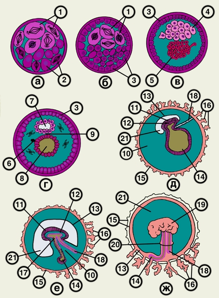 Схематическое изображение зародыша человека на отдельных стадиях развития: а, б — второй период дробления; в,г,д — третий период (гаструляции); е — четвертый период; ж — пятый период. 1 — крупные бластомеры; 2 — мелкие бластомеры; 3 — трофобласт; 4 — <a href=