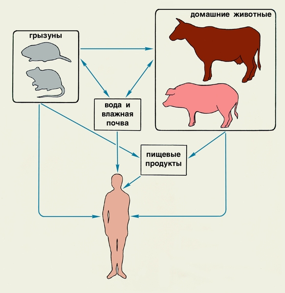 Рис. 2. Основные источники и пути передачи лептоспироза