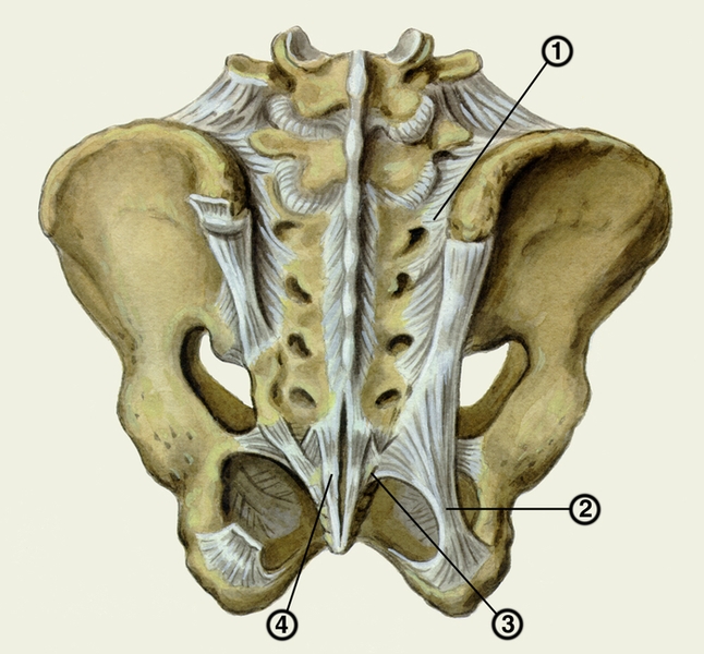 Рис. 2. Схематическое изображение связок крестцово-подвздошного сустава (вид сзади): 1 — дорсальная крестцово-подвздошная связка; 2 — крестцово-бугорная связка; 3 — крестцово-остистая связка; 4 — дорсальная крестцово-копчиковая связка