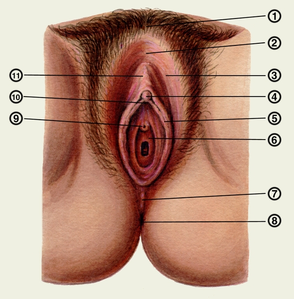 Рис. 1. Схематическое изображение наружных половых органов женщины: 1 — лобок; 2 — передняя <a href=