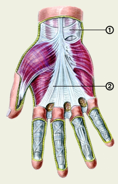 Рис. 3. Ладонный апоневроз правой кисти: 1 — <a href=