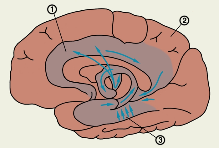 Рис. 2а). Морфофункциональная характеристика лимбической системы — схематическое изображение структур лимбической системы (обозначены более темным цветом; в центре — так называемый круг Пейпса): 1 — поясная извилина; 2 — <a href=