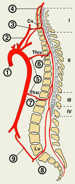 Рис. 1. Схема источников кровоснабжения спинного мозга: 1 — <a href=