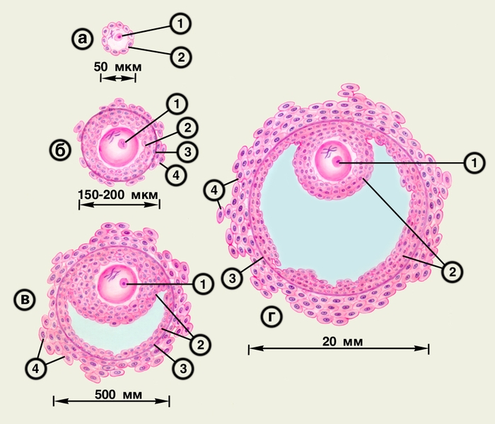 Рис. 3. Различные стадии развития фолликула яичника: а — <a href=