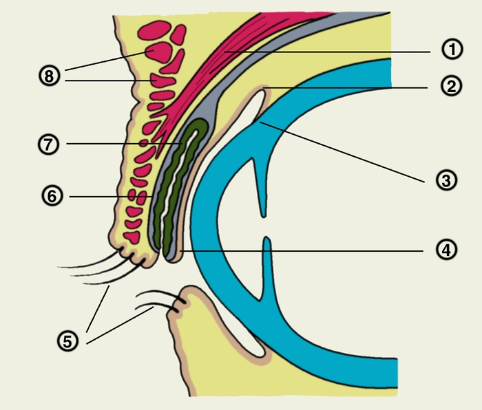Рис. 1. Схематическое изображение века (на разрезе): 1 — мышца, поднимающая верхнее веко; 2 — <a href=
