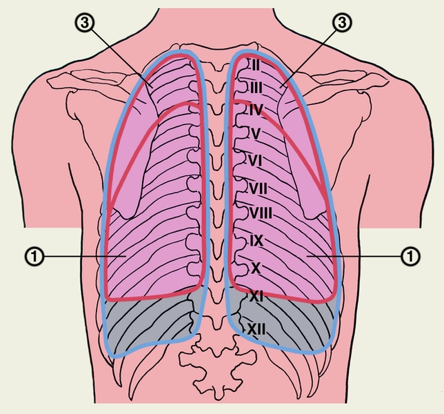 Рис. 1б). Проекция границ легких, их долей (красная линия) и париетальной плевры (синяя линия) на скелет грудной клетки (вид сзади): 1 — нижние доли правого и левого легкого; 2 — <a href=